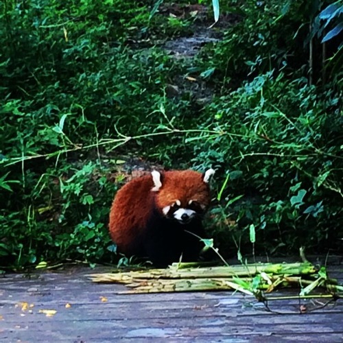 GD instagram updates 20140614: 💚🐼💚 #chengdu #panda